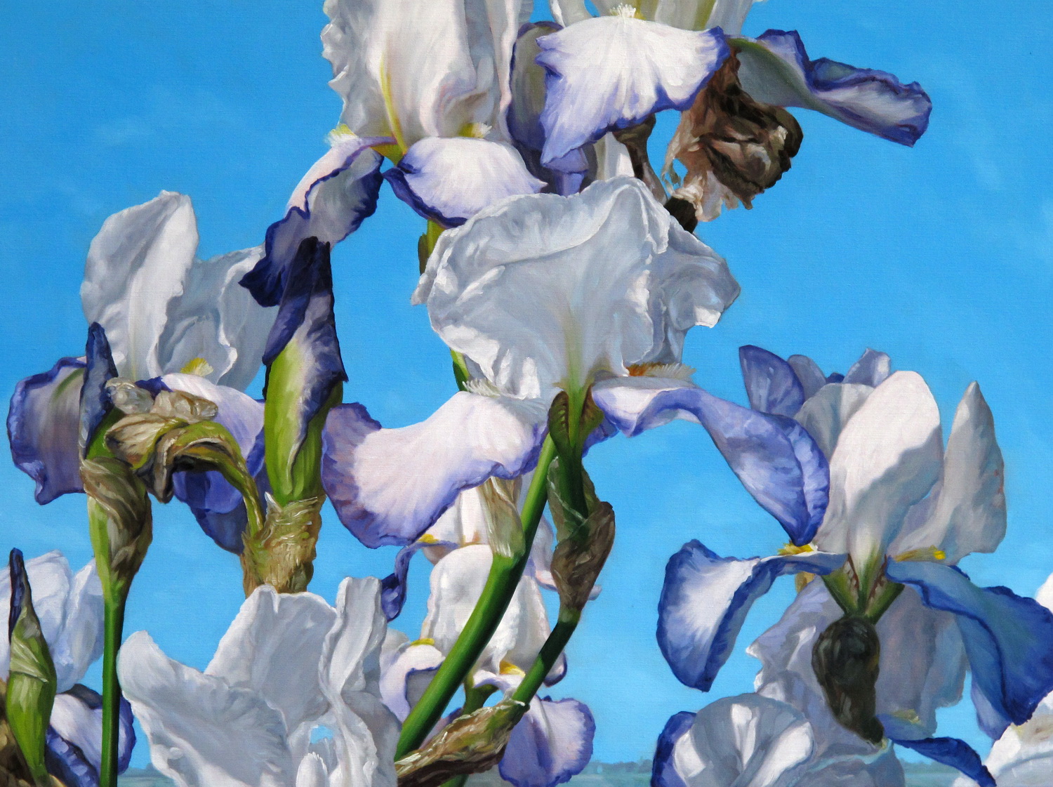 Iris op het vlakke land